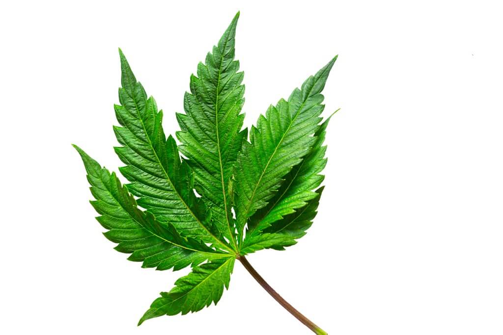 Una foto de primer plano de una hoja de marihuana rodeada de exuberante vegetación. Una foto de primer plano de una hoja de marihuana rodeada de exuberante vegetación.