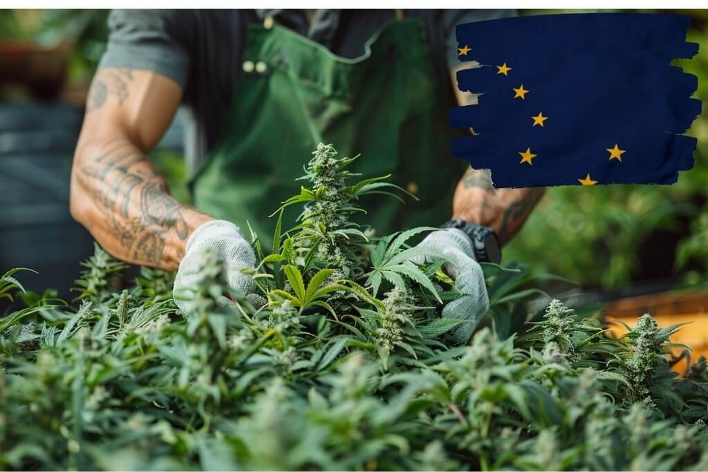 How To Get cannabis A Trimmer Or Budtender Job in alaska