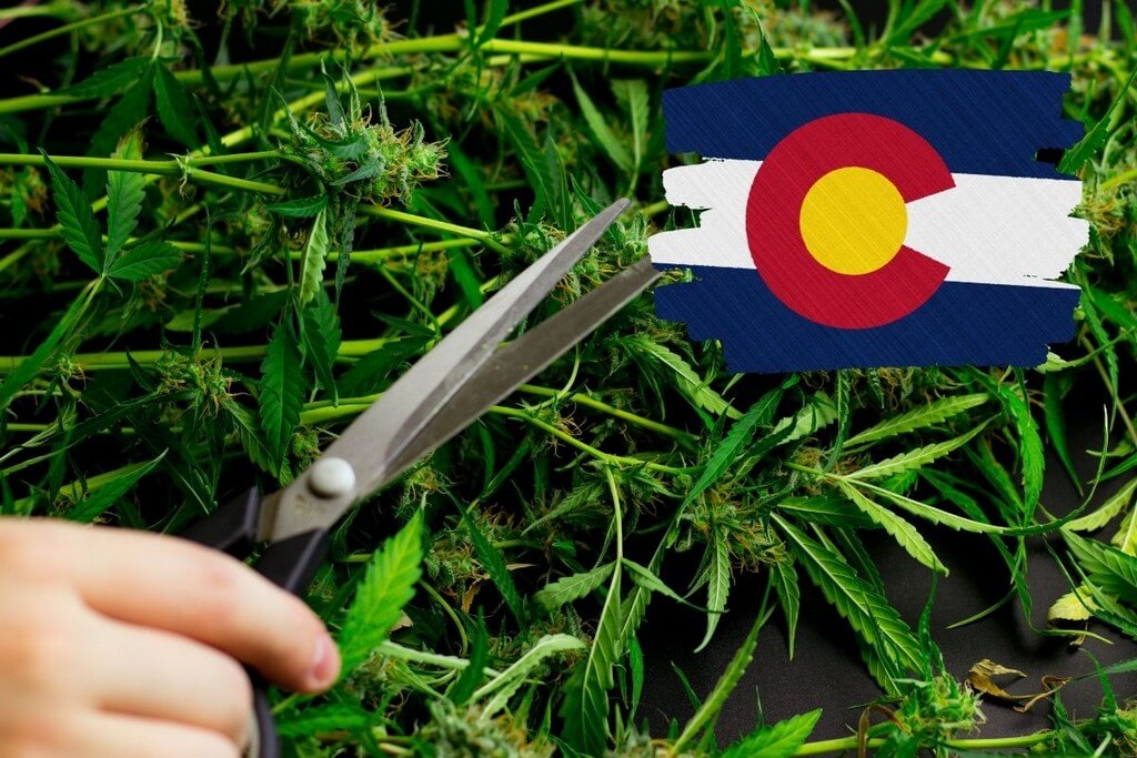How To Get cannabis A Trimmer Or Budtender Job in colorado