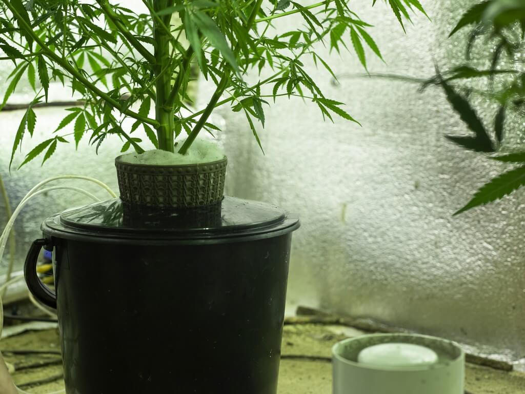 Una granja de cannabis hidropónico vibrante con equipo de última generación.