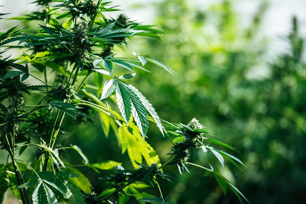 Un jardinero inspecciona una planta de marihuana en busca de daños. Un jardinero inspecciona una planta de marihuana en busca de daños.