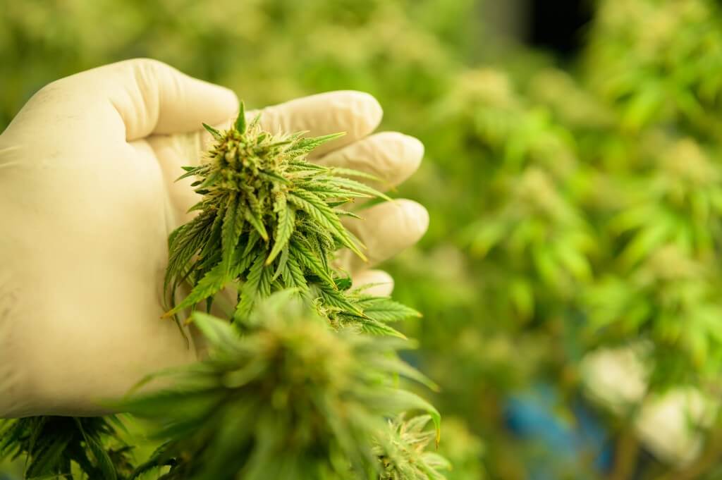 Una persona probando el pH de plantas de cannabis hidropónicas. Una persona probando el pH de plantas de cannabis hidropónicas.