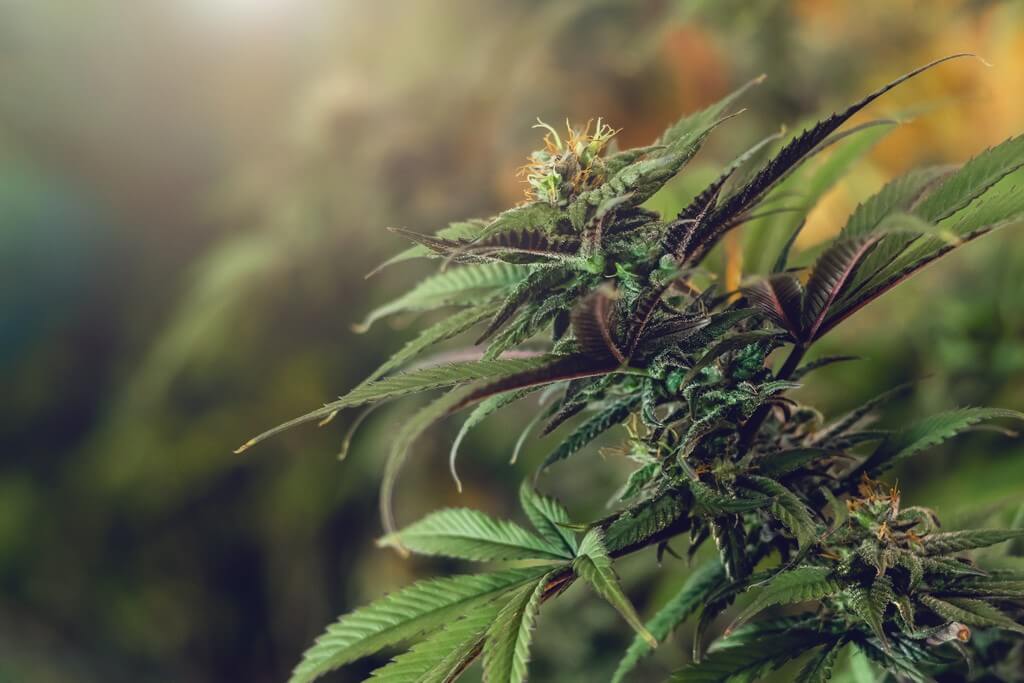 Una planta saludable de marihuana creciendo en un jardín exuberante. Una planta saludable de marihuana creciendo en un jardín exuberante.