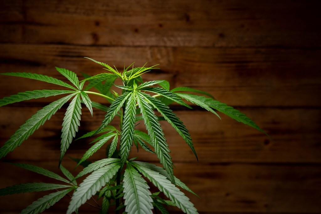 Una planta de cannabis saludable y vibrante en una atmósfera bulliciosa. Una planta de cannabis saludable y vibrante en una atmósfera bulliciosa.