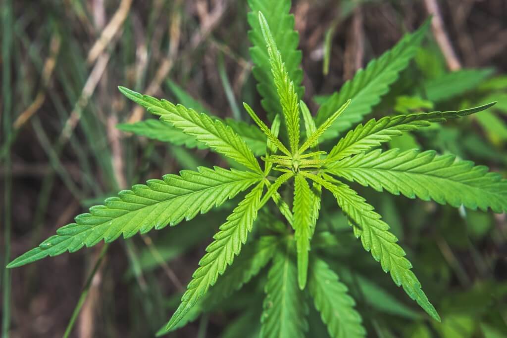 A healthy marijuana plant surrounded by soil and water droplets. A healthy marijuana plant surrounded by soil and water droplets.