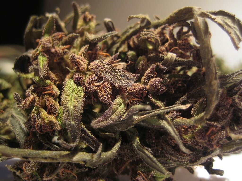 Plantas de cannabis saludables en un entorno bien ventilado y baja humedad. Plantas de cannabis saludables en un entorno bien ventilado y baja humedad.