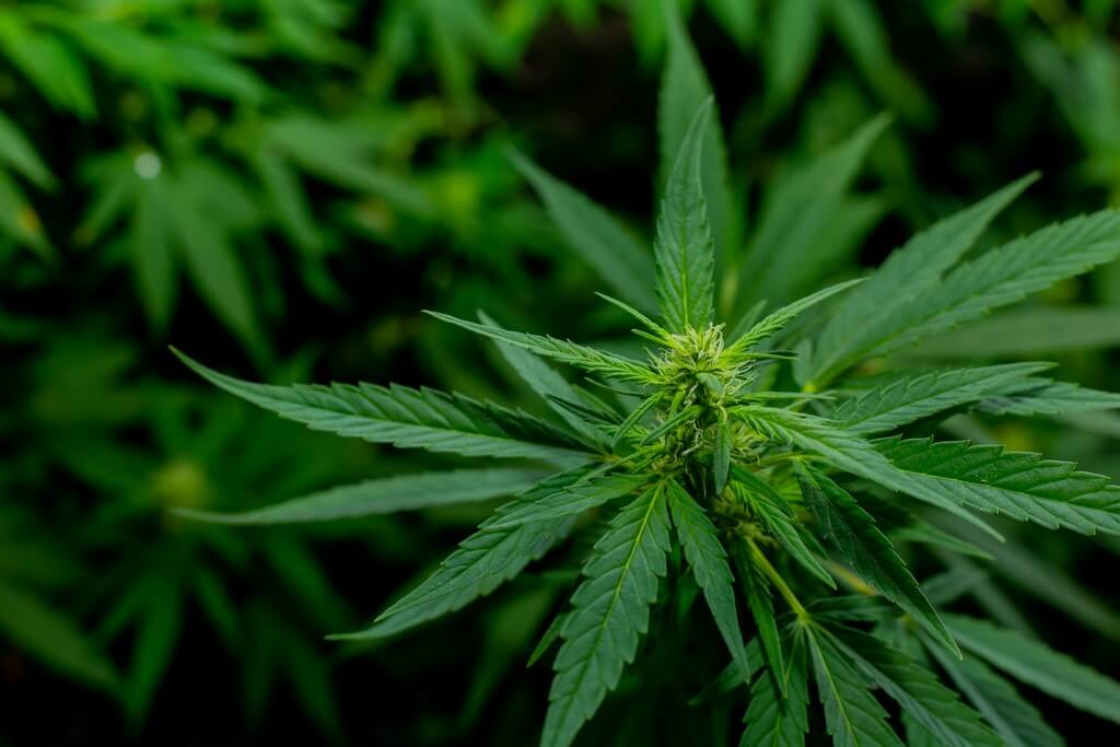 Una planta de cannabis bajo las diferentes fases de la luna. Una planta de cannabis bajo las diferentes fases de la luna.