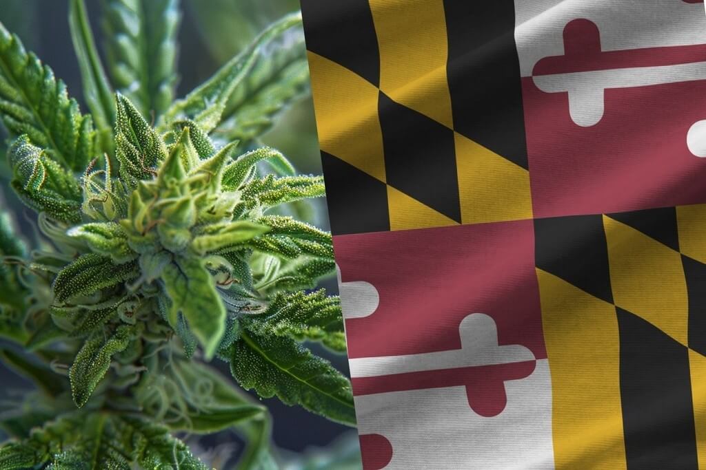 Legality of THCa Flower in Maryland