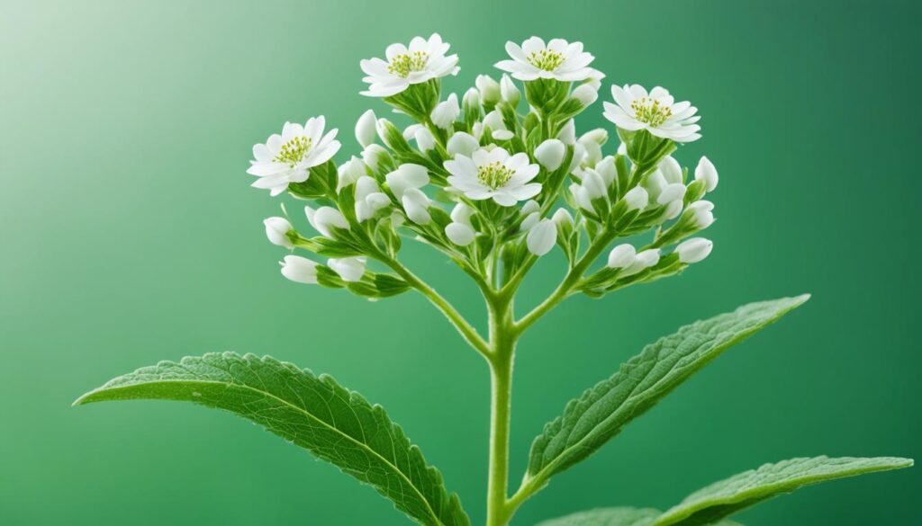 Legalización de flor de THCa Legalización de flor de THCa