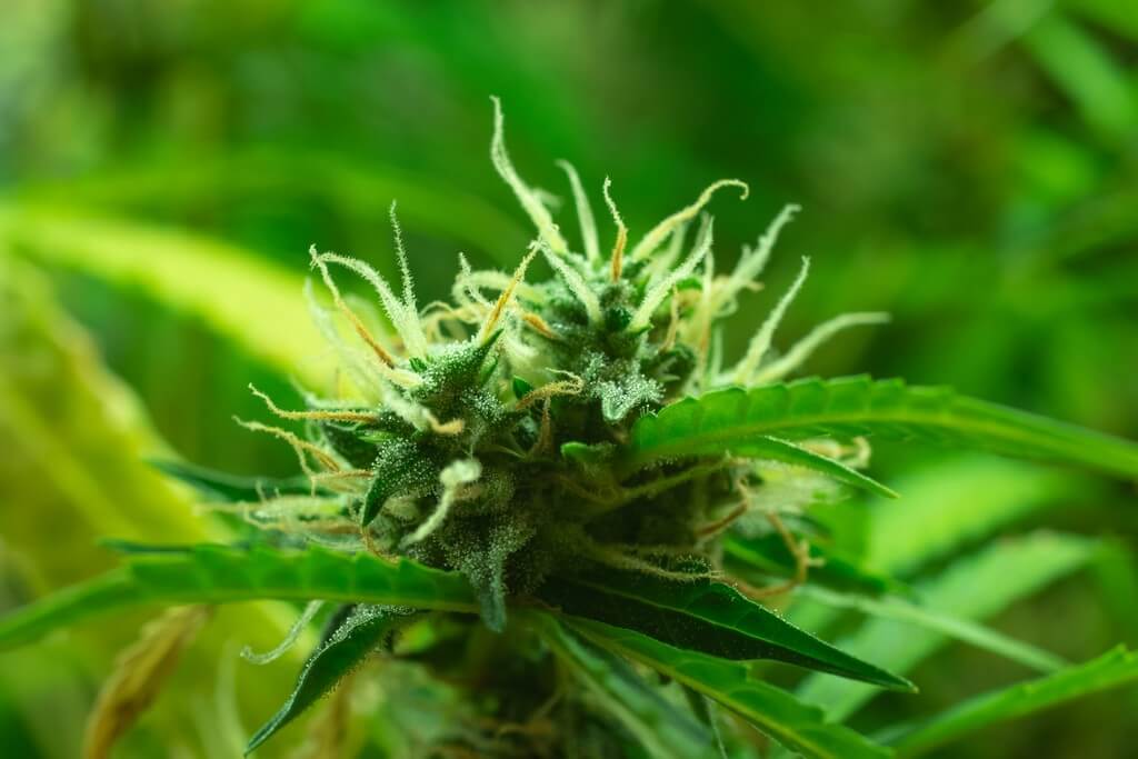 Una foto de tricomas vibrantes en hojas de cannabis bajo una lupa. Una foto de tricomas vibrantes en hojas de cannabis bajo una lupa.