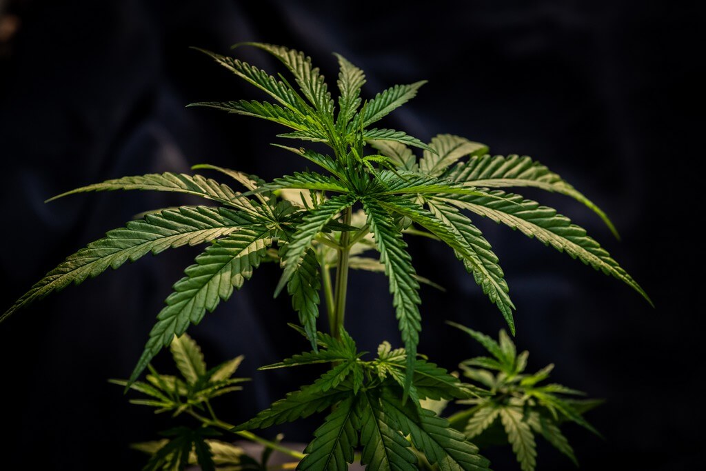 Una foto de plantas de marihuana en diferentes fases lunares. Una foto de plantas de marihuana en diferentes fases lunares.