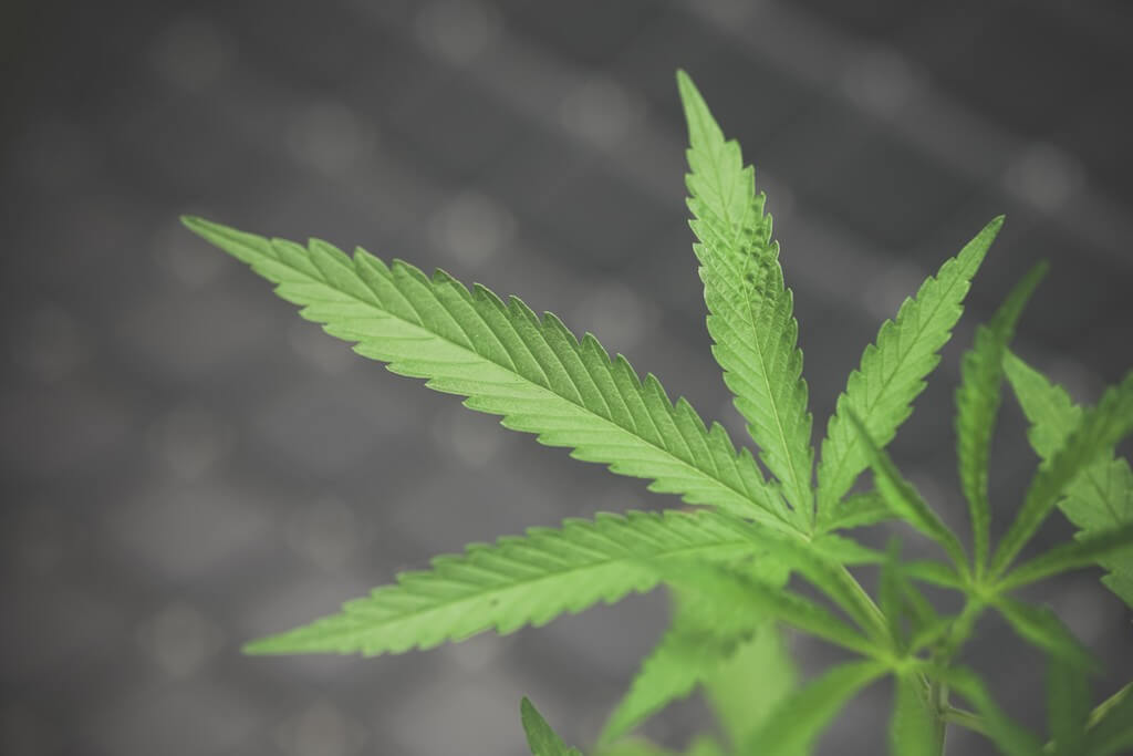 Una exuberante planta de cannabis rodeada de suelo nutritivo y abonos orgánicos. Una exuberante planta de cannabis rodeada de suelo nutritivo y abonos orgánicos.