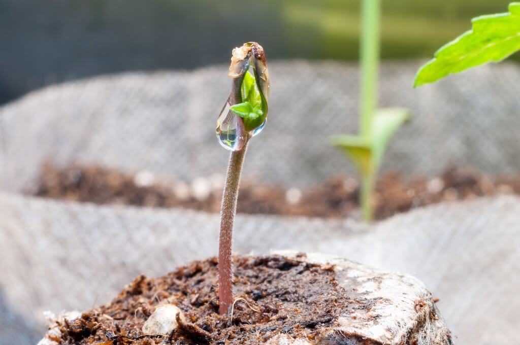 Plantas de marihuana rodeadas de microplásticos en el suelo. Plantas de marihuana rodeadas de microplásticos en el suelo.