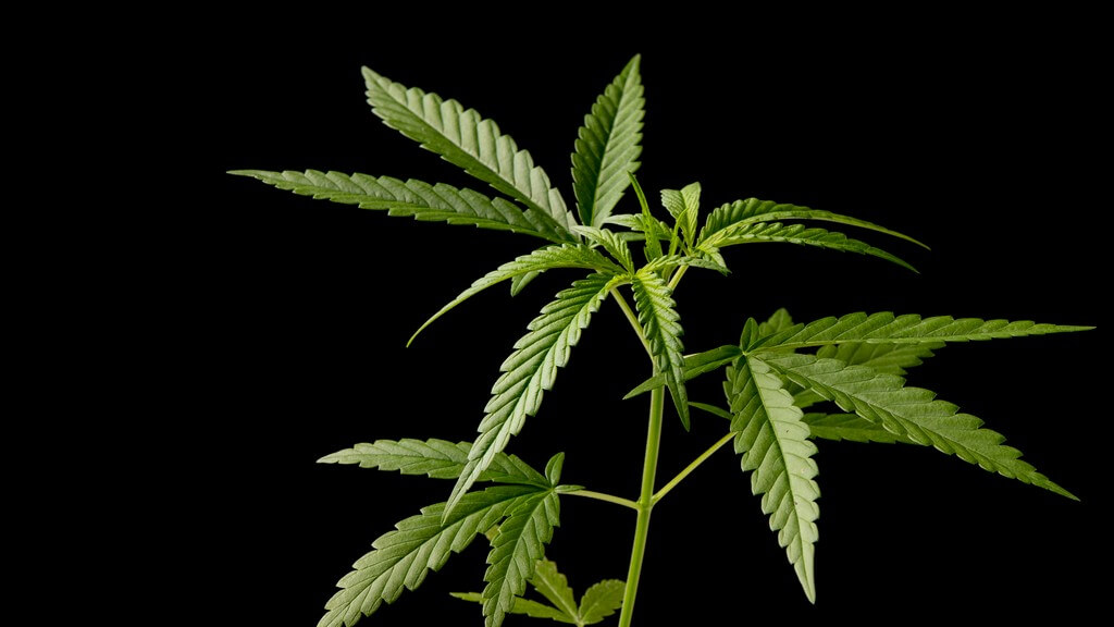 Una mascota traviesa rodeada de plantas de cannabis dañadas. Una mascota traviesa rodeada de plantas de cannabis dañadas.