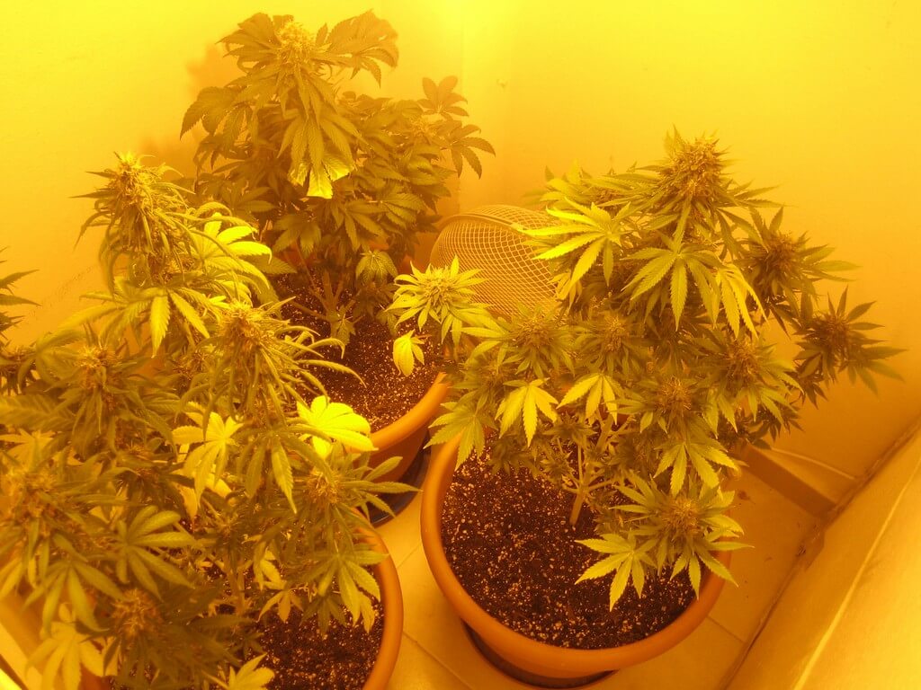 Una foto de un jardín sereno con una variedad diversa de plantas en un sistema de flujo y reflujo. Una foto de un jardín sereno con una variedad diversa de plantas en un sistema de flujo y reflujo.