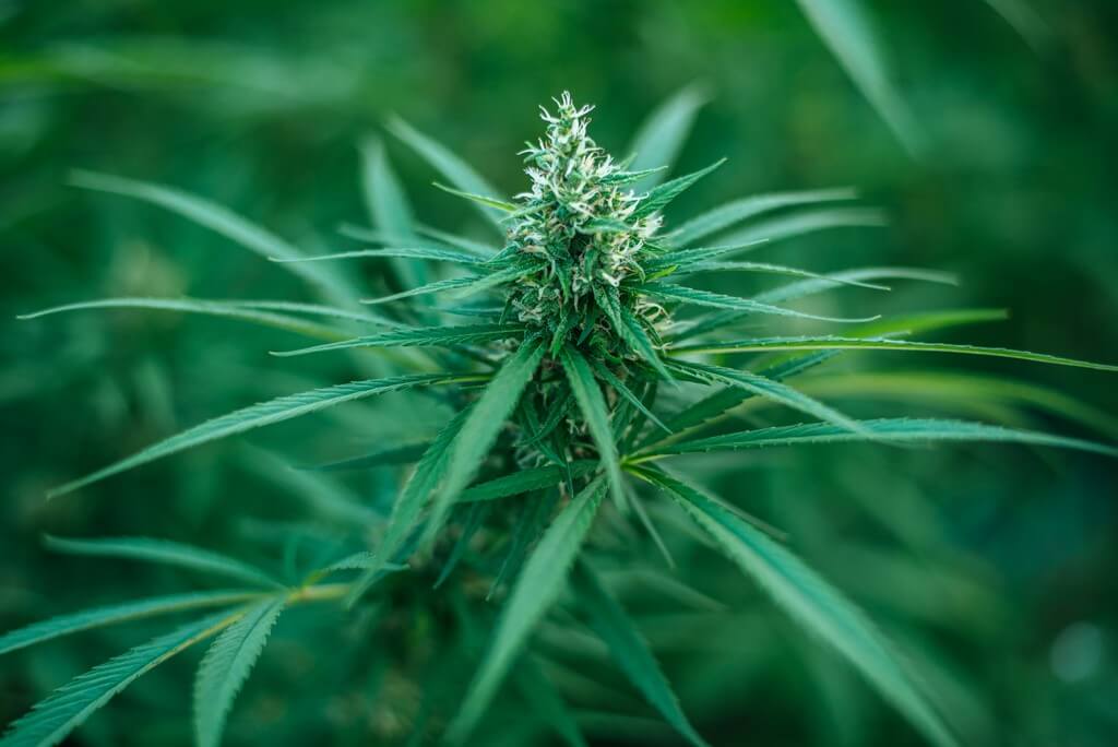 Una persona rocía plantas en un jardín con repelente de insectos. Una persona rocía plantas en un jardín con repelente de insectos.