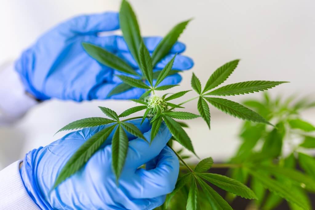 Plantas de marihuana verde exuberante en un jardín brumoso. Plantas de marihuana verde exuberante en un jardín brumoso.