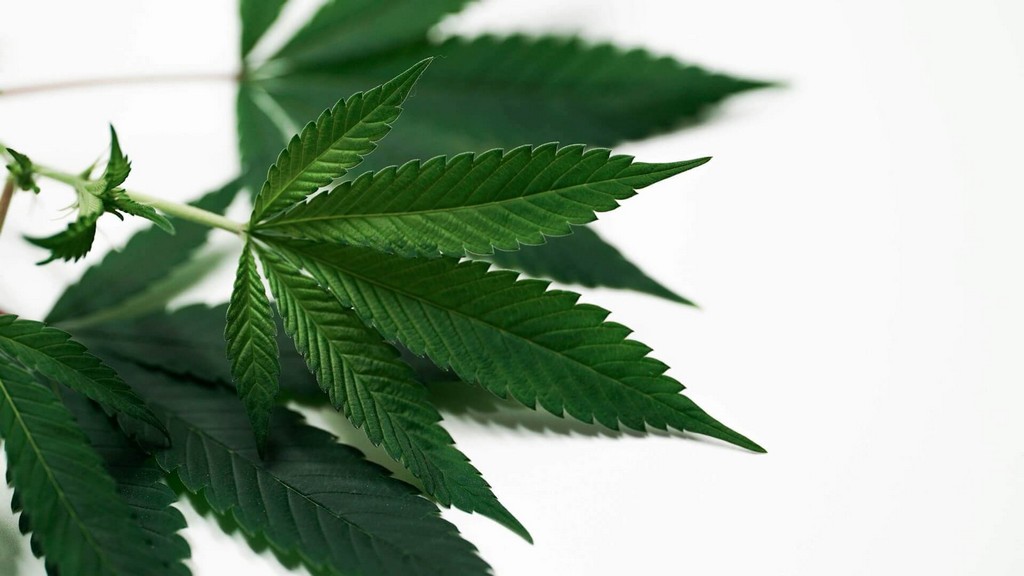 Requisitos para iniciar un servicio de entrega de marihuana en Illinois Requisitos para iniciar un servicio de entrega de marihuana en Illinois