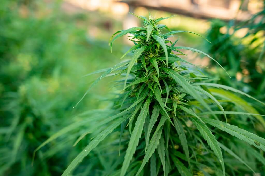 Una planta joven de marihuana con hojas retorcidas en un invernadero. Una planta joven de marihuana con hojas retorcidas en un invernadero.