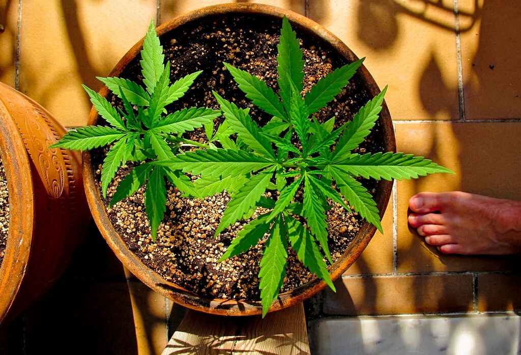 Una plántula de cannabis próspera en una maceta bien adaptada. Una plántula de cannabis próspera en una maceta bien adaptada.