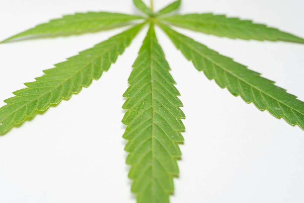 Una planta de cannabis con signos de marchitez por Verticillium en un invernadero. Una planta de cannabis con signos de marchitez por Verticillium en un invernadero.