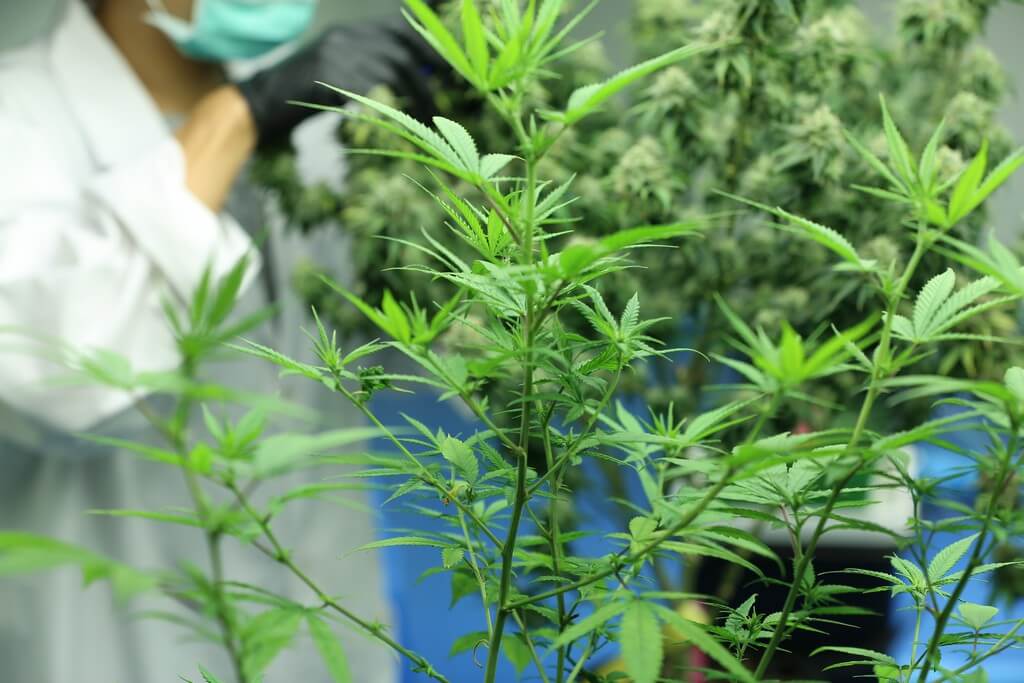 Una foto de la estructura molecular de THCV con plantas de cannabis de fondo. Una foto de la estructura molecular de THCV con plantas de cannabis de fondo.