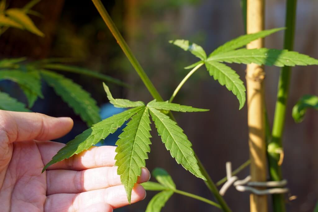 Una foto de un campo de flores vibrantes en un jardín botánico. Una foto de un campo de flores vibrantes en un jardín botánico.