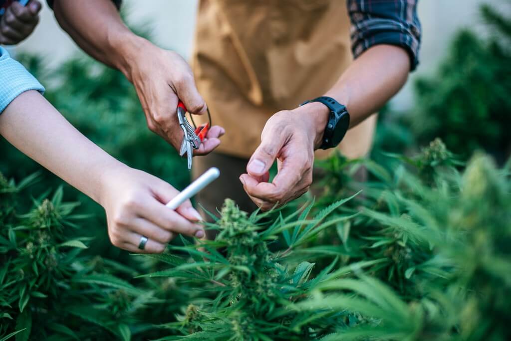 Una comparación de una planta de cannabis siendo podada en un jardín. Una comparación de una planta de cannabis siendo podada en un jardín.