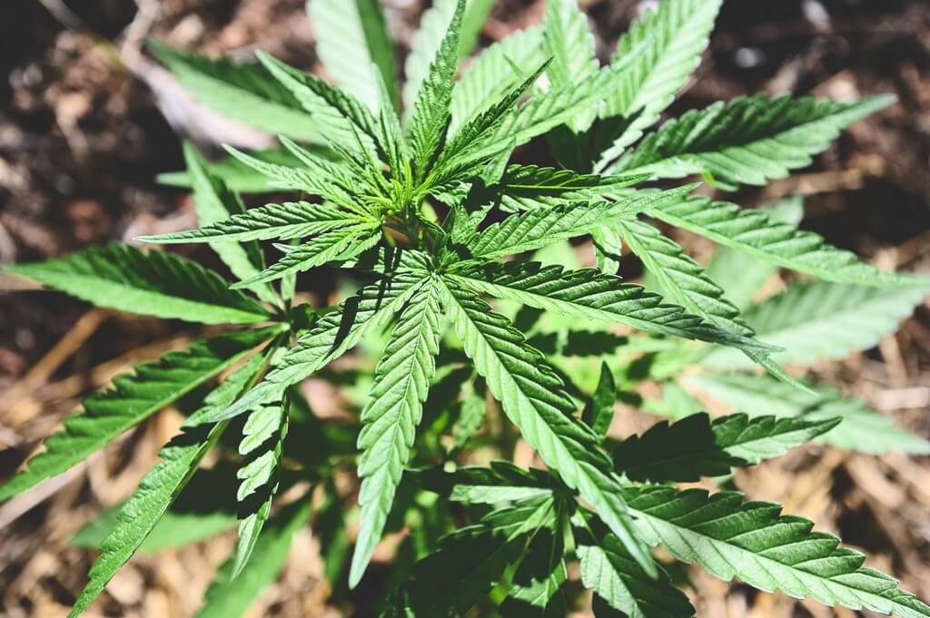 Una próspera huerta orgánica con vegetales vibrantes y diversidad de personas. Una próspera huerta orgánica con vegetales vibrantes y diversidad de personas.