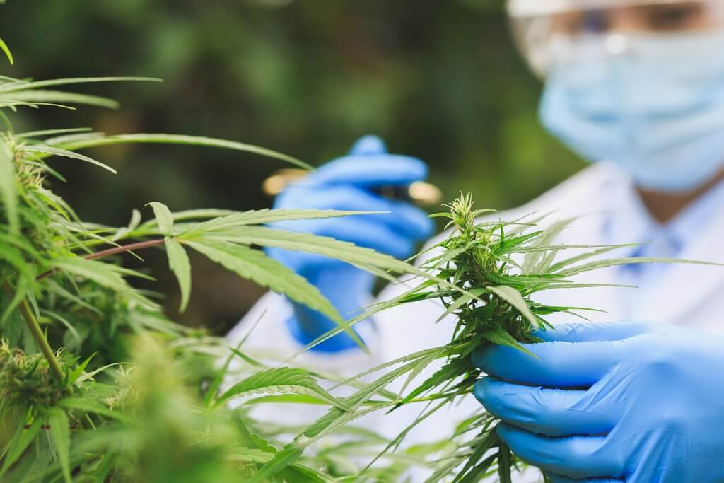 Una foto de plantas de cannabis resplandecientes y saludables en un entorno natural. Una foto de plantas de cannabis resplandecientes y saludables en un entorno natural.