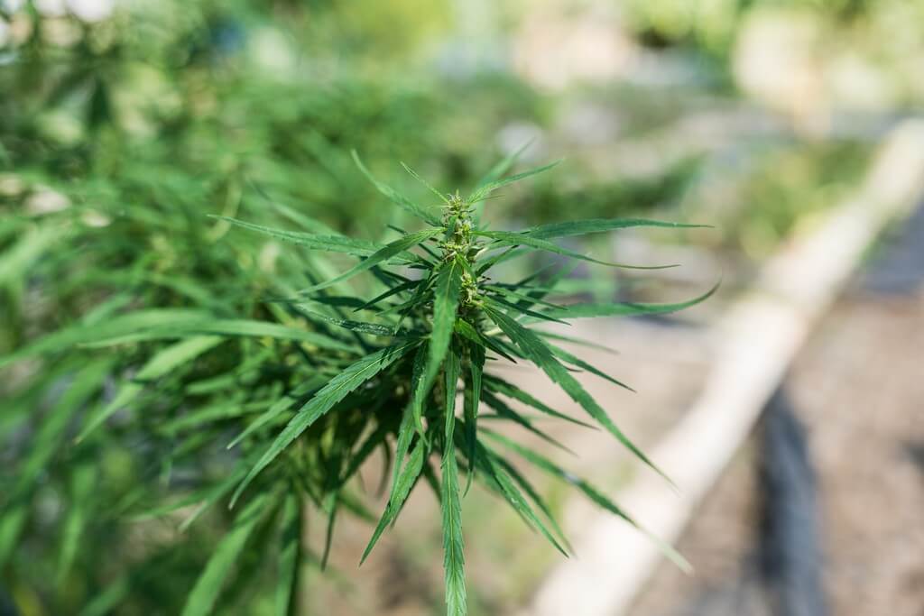 Una persona cuida plantas de marihuana al aire libre. Una persona cuida plantas de marihuana al aire libre.