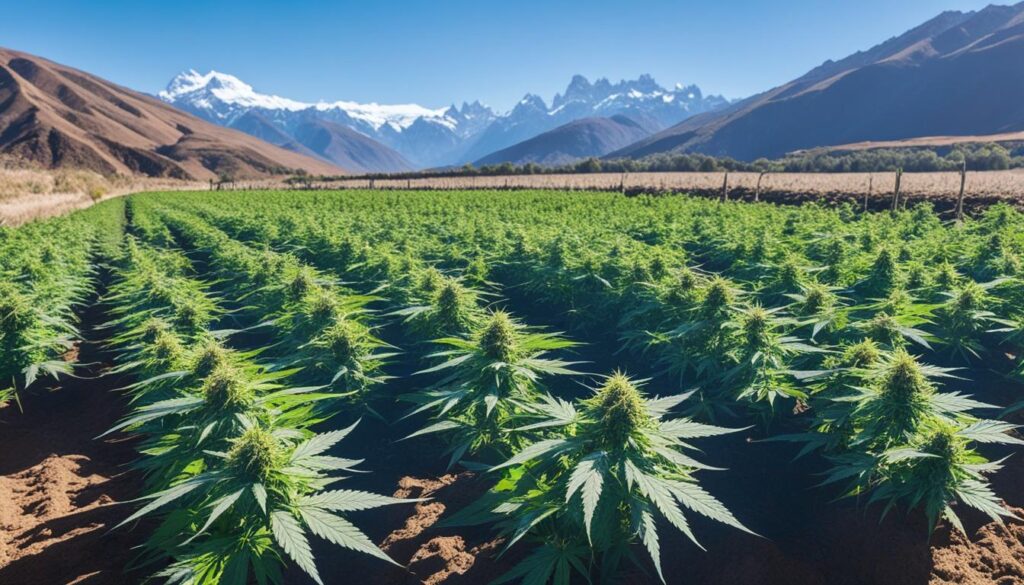 clima para cultivar marihuana en Argentina clima para cultivar marihuana en Argentina
