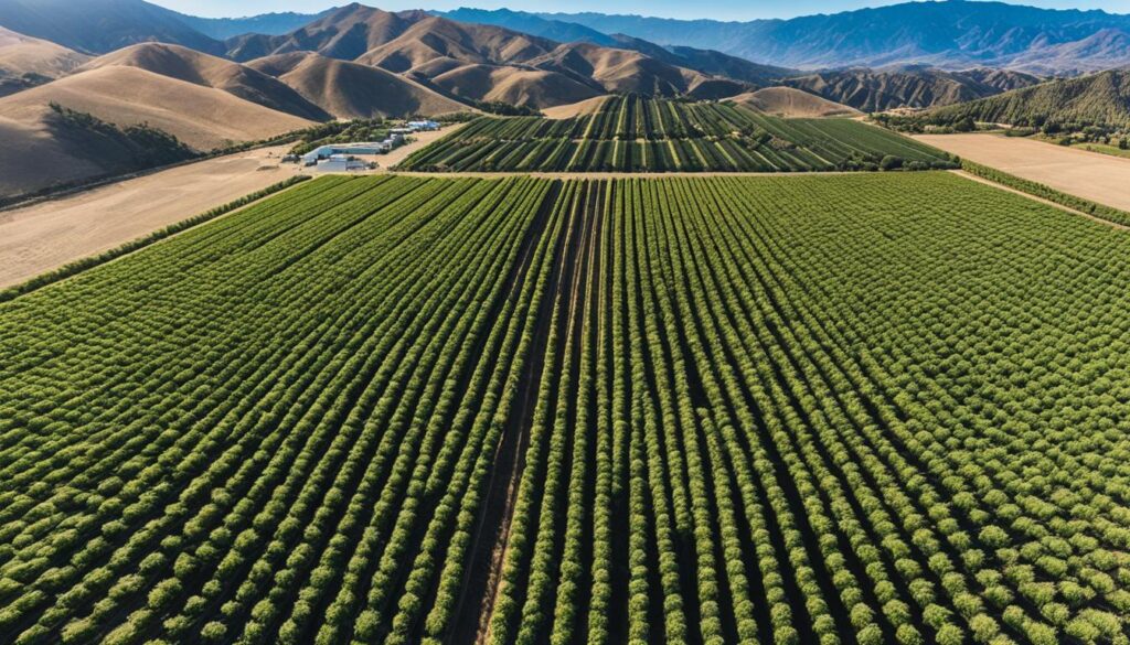 growing marijuana california