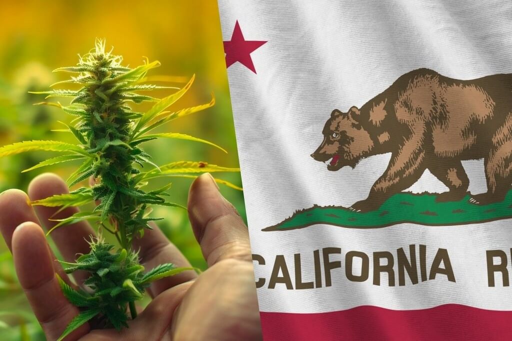 growing marijuana california