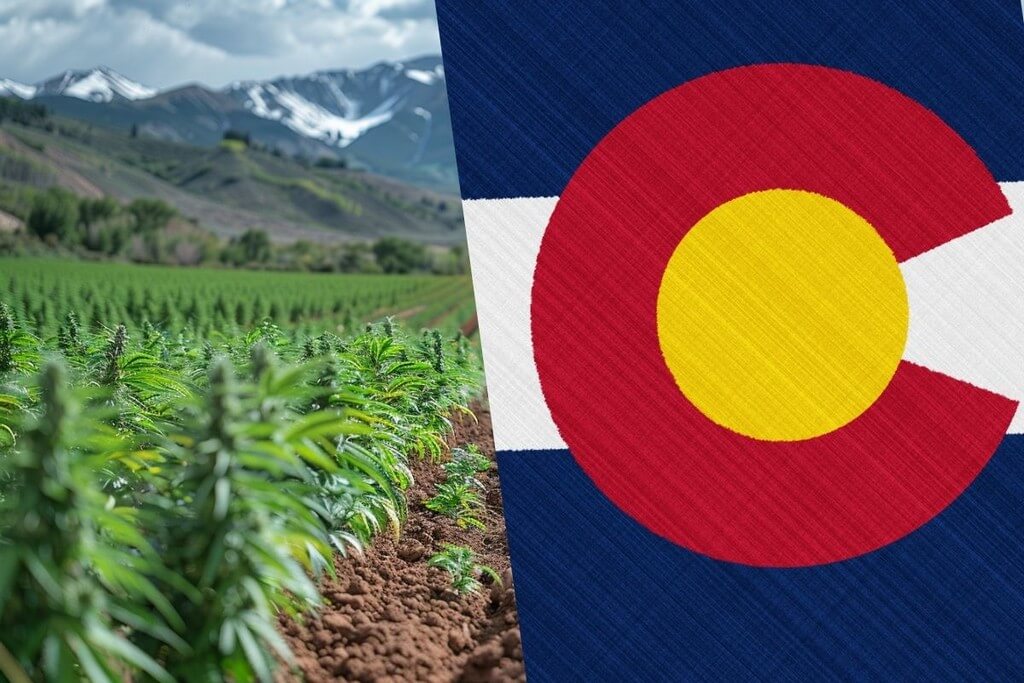 growing marijuana colorado