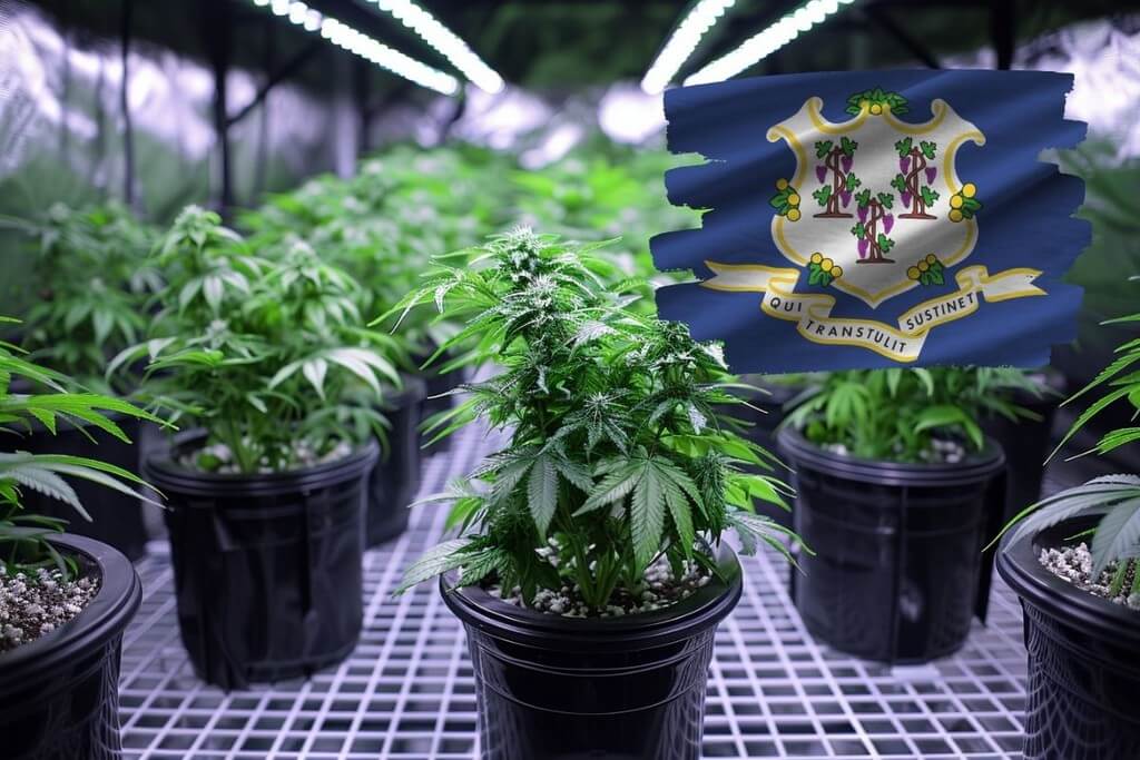 growing marijuana connecticut