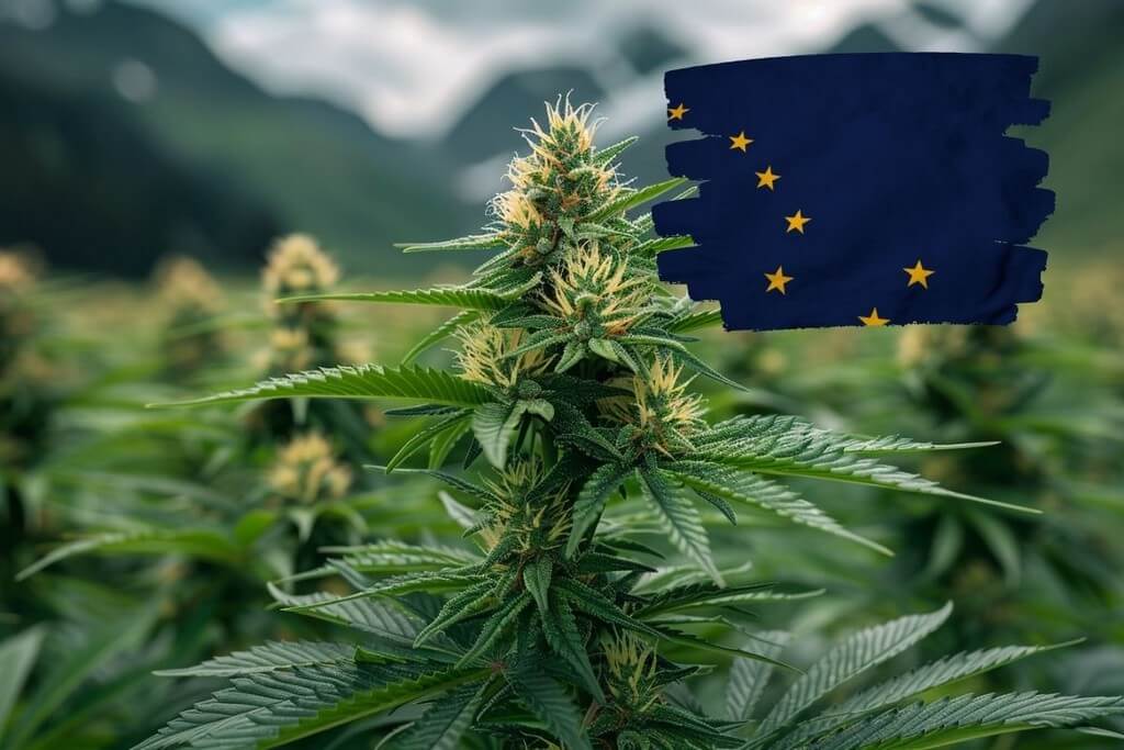 growing marijuana in alaska