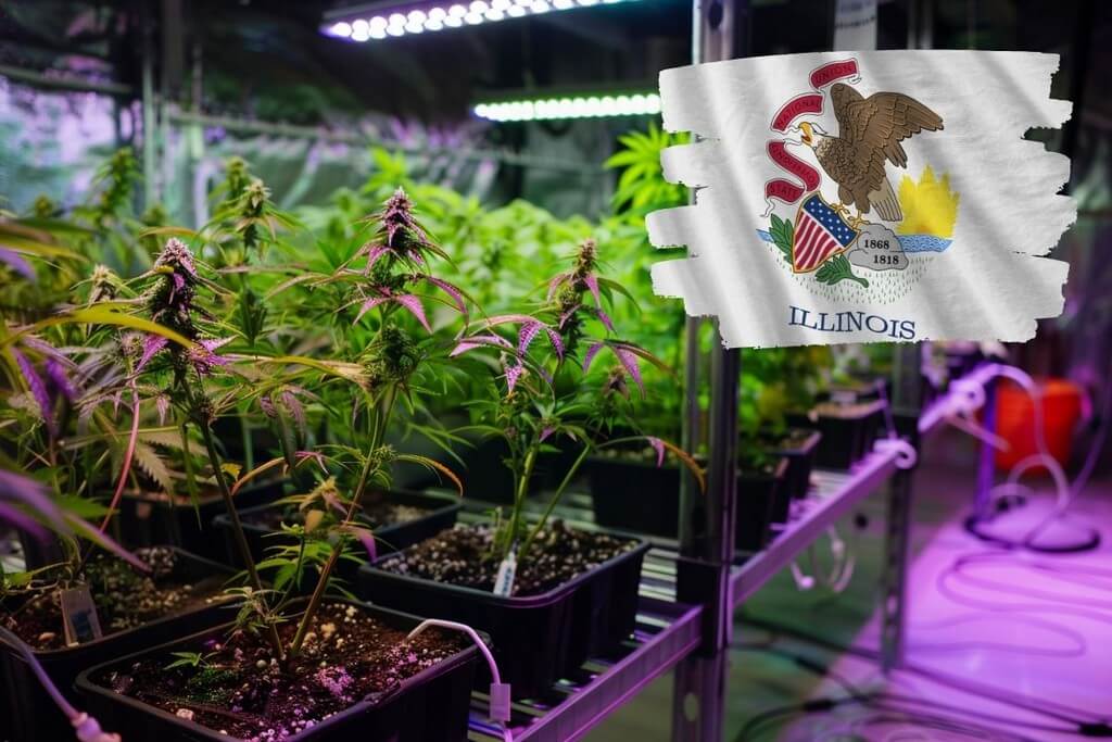 growing marijuana in illinois