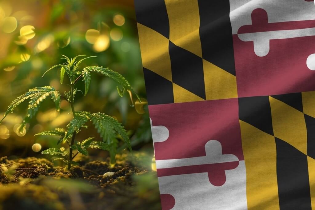 growing marijuana maryland