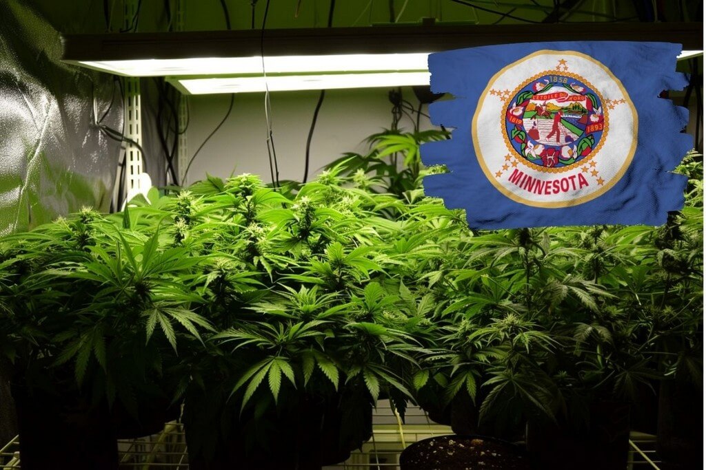 growing marijuana minnesota