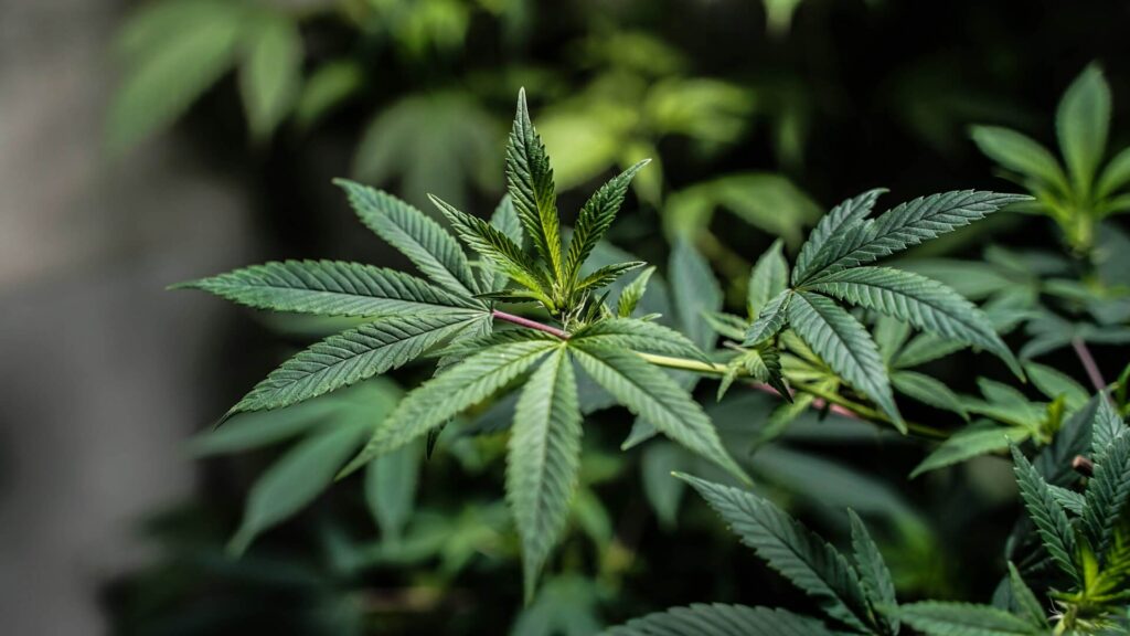 marijuana laws in Equatorial Guinea