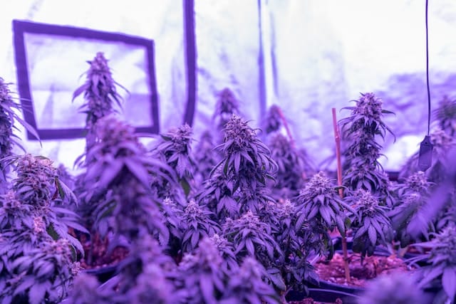 marijuana laws nevada