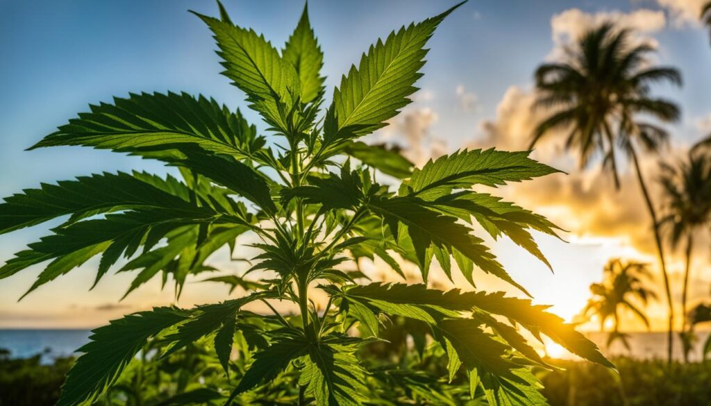 técnicas de cultivo de marihuana en Puerto Rico técnicas de cultivo de marihuana en Puerto Rico